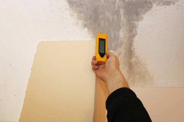 Best Emergency Mold Remediation  in East Hemet, CA