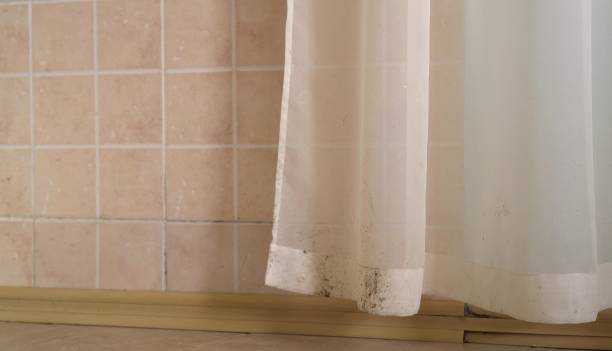 Mold Remediation for Rental Properties in East Hemet, CA